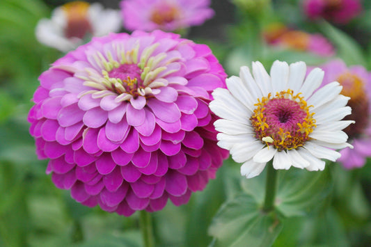 Zinnia Violet Snow Mix