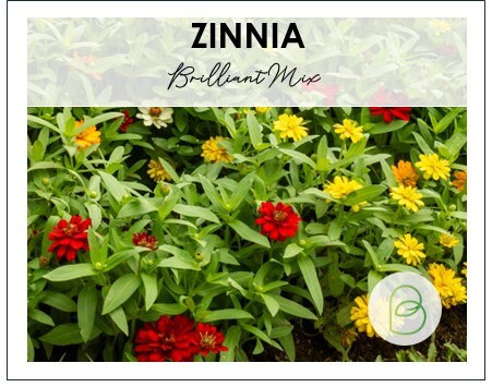 Zinnia Brilliant Mix