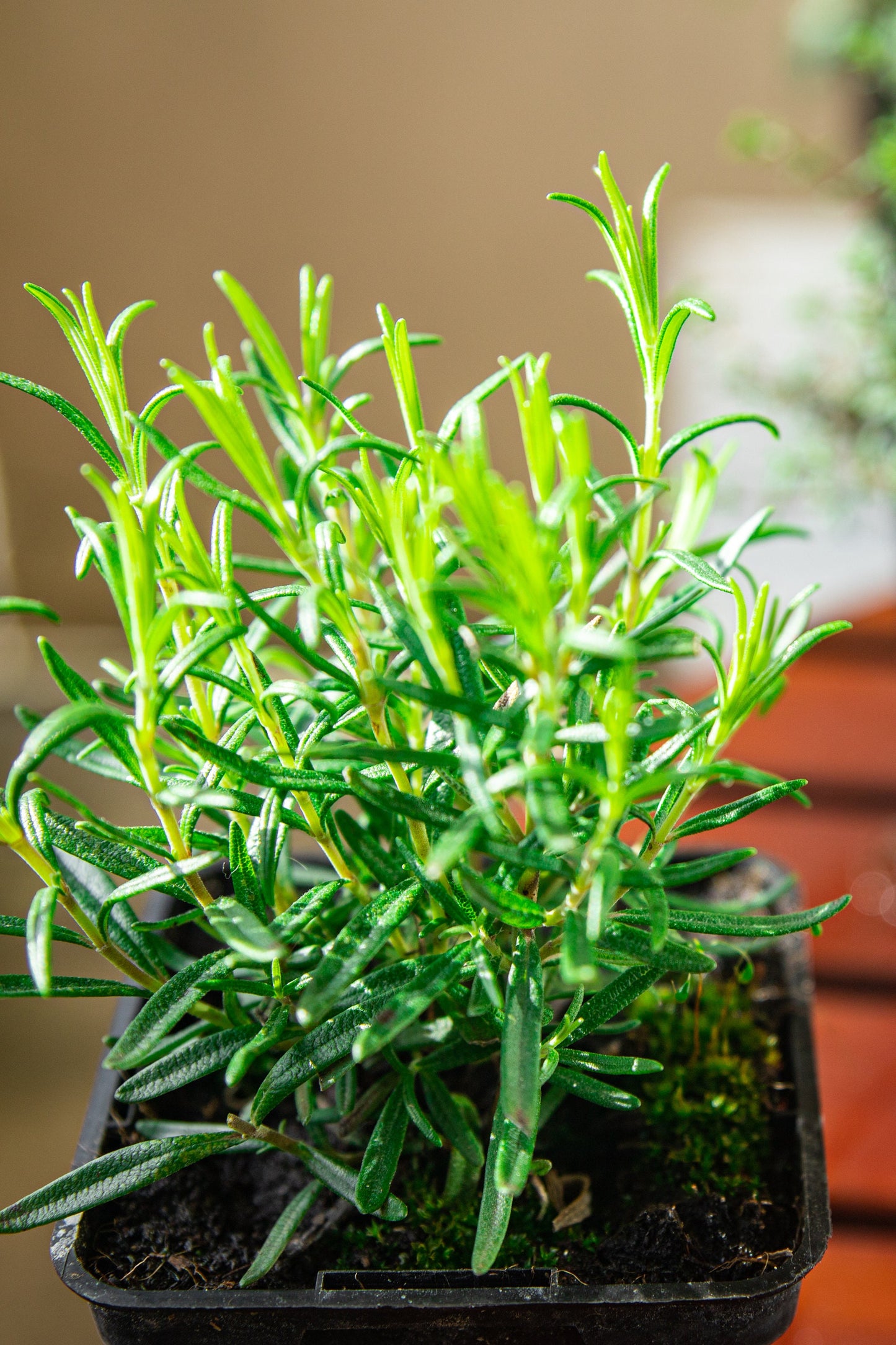 Rosemary