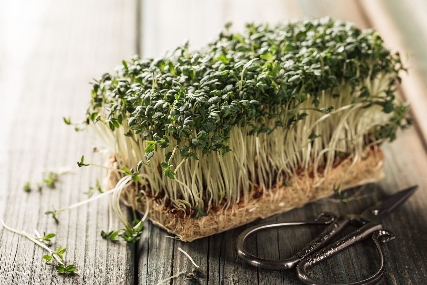 Extra Fine Curled Cress