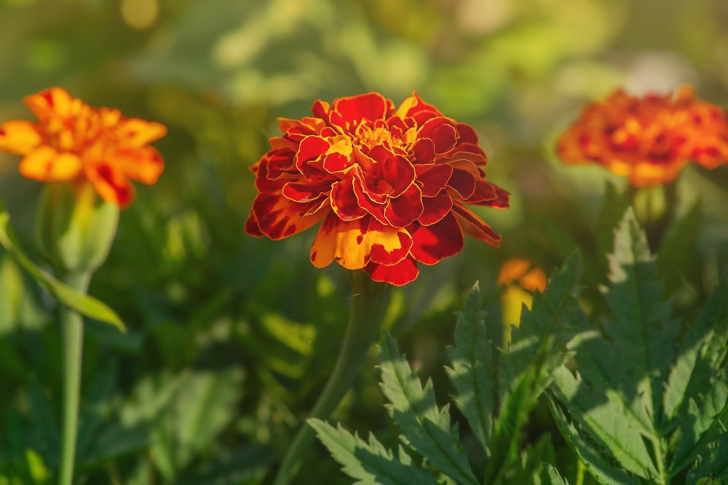 Marigold Sparky French