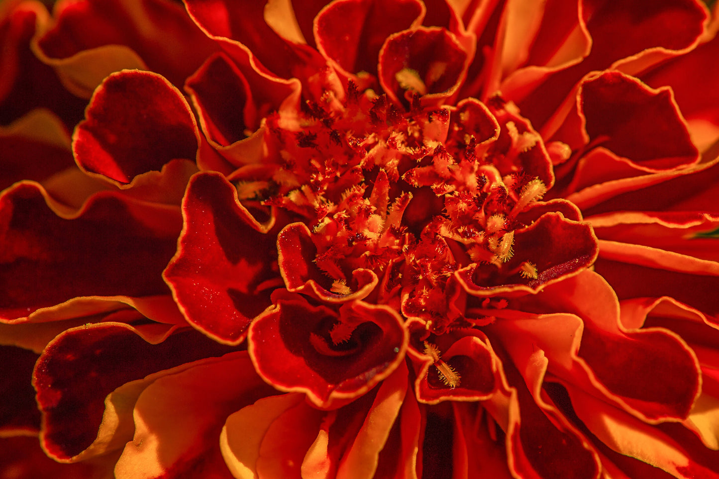 Marigold Sparky French
