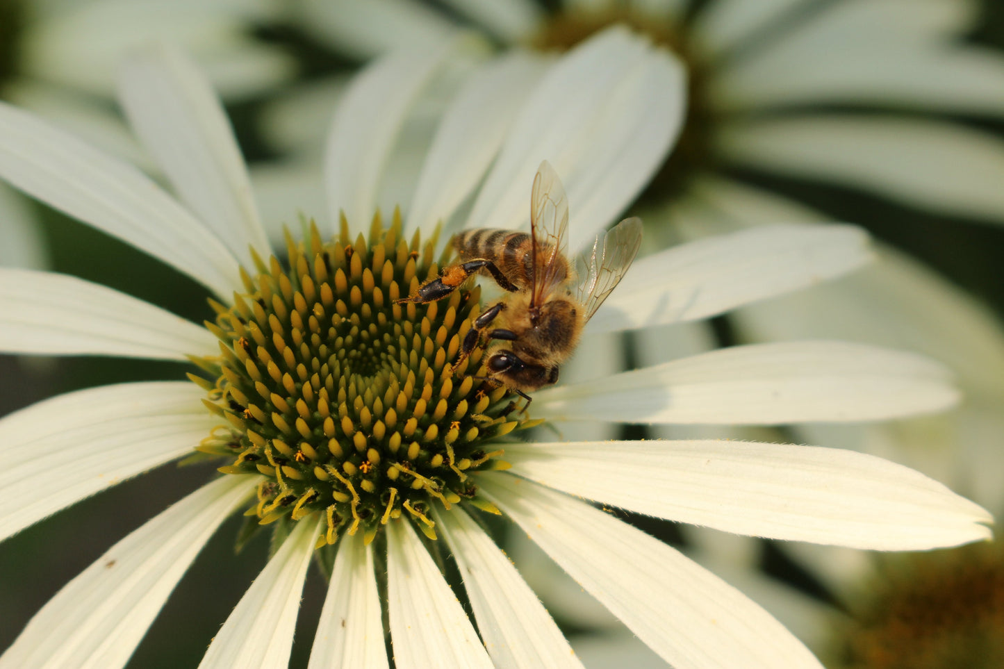 Echinacea (Coneflower) White Swan