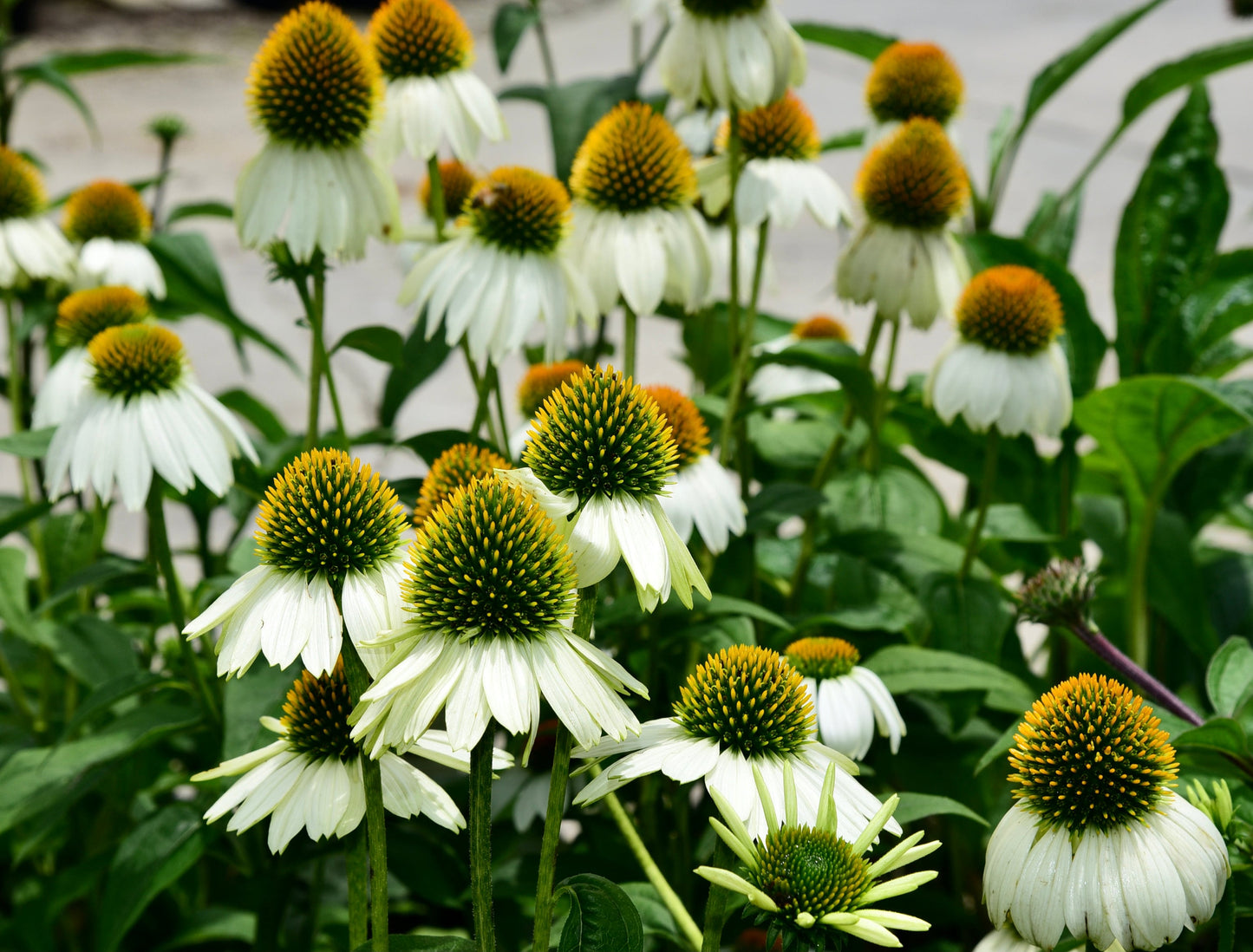 Echinacea (Coneflower) White Swan