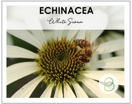 Echinacea (Coneflower) White Swan