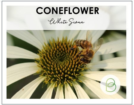 Echinacea (Coneflower) White Swan