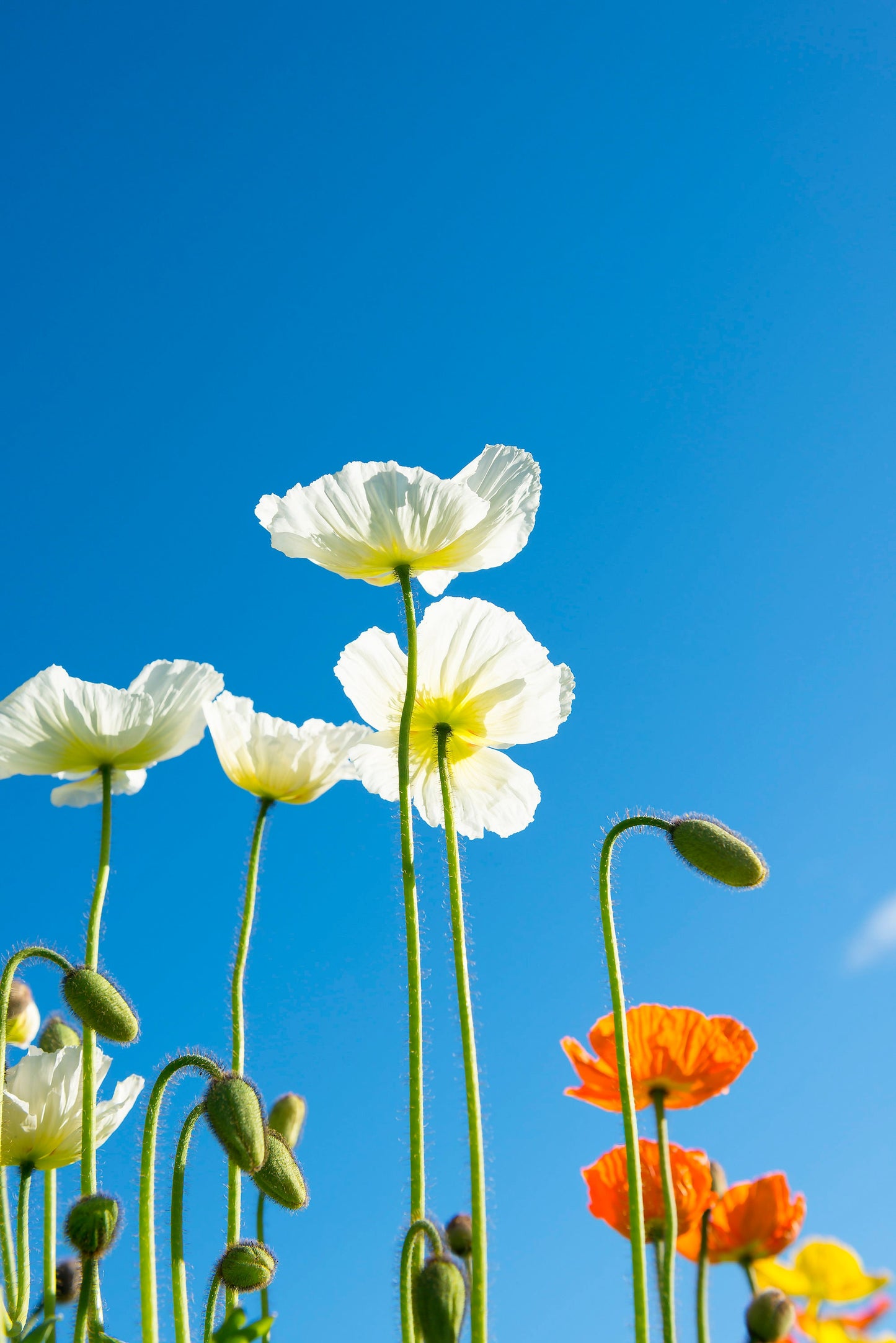 Poppy White Linen California
