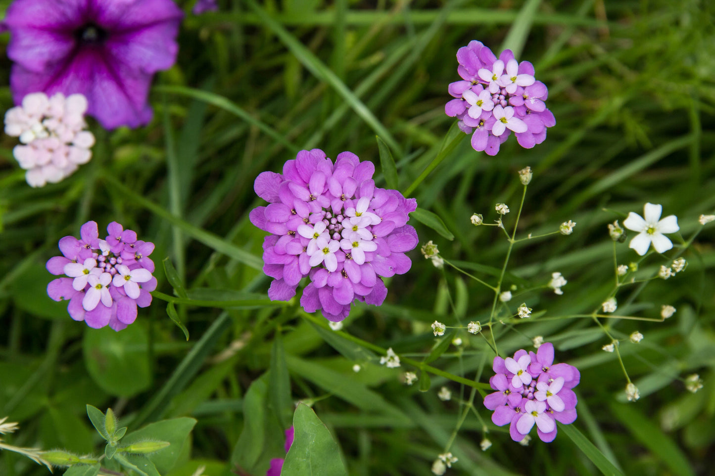 Globe Annual Candytuft