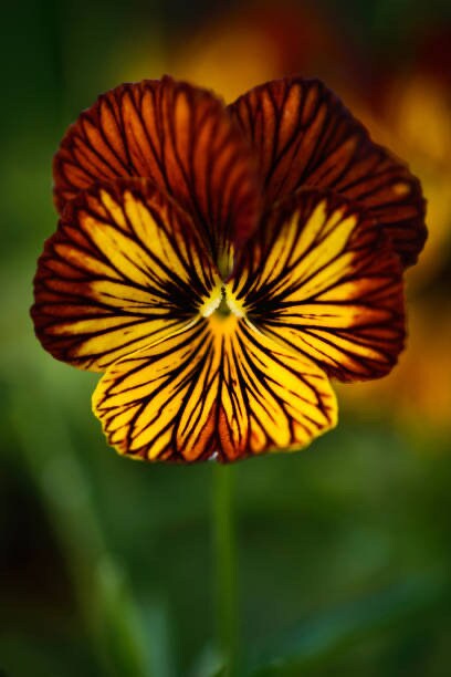 Viola Tiger Eye Mix