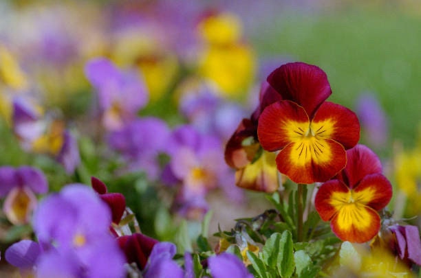Viola Bambini