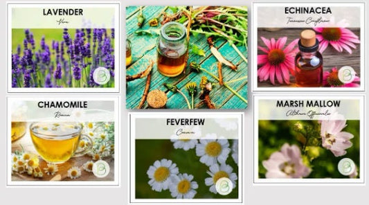 Medicinal Herb Seed Bundle, Heirloom Seeds, Survival Garden Planting, Rare Seeds, Herbs, Non-GMO, Gift, Emergency Garden, Free Shipping