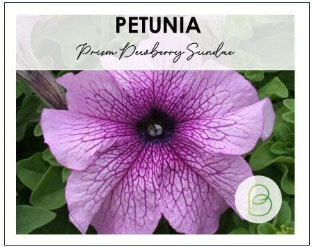 Petunia Prism Dewberry Sundae