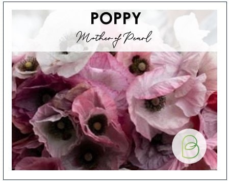 Poppy Mother of Pearl