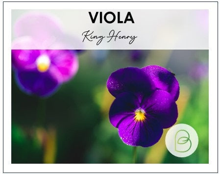 Viola King Henry