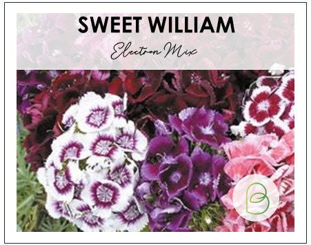 Sweet William Electron mix