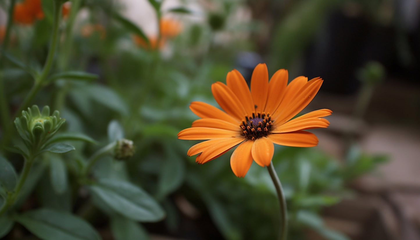 African Daisy Orange