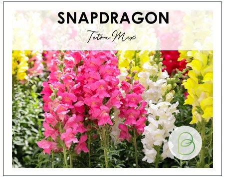 Snapdragon Tetra Mix