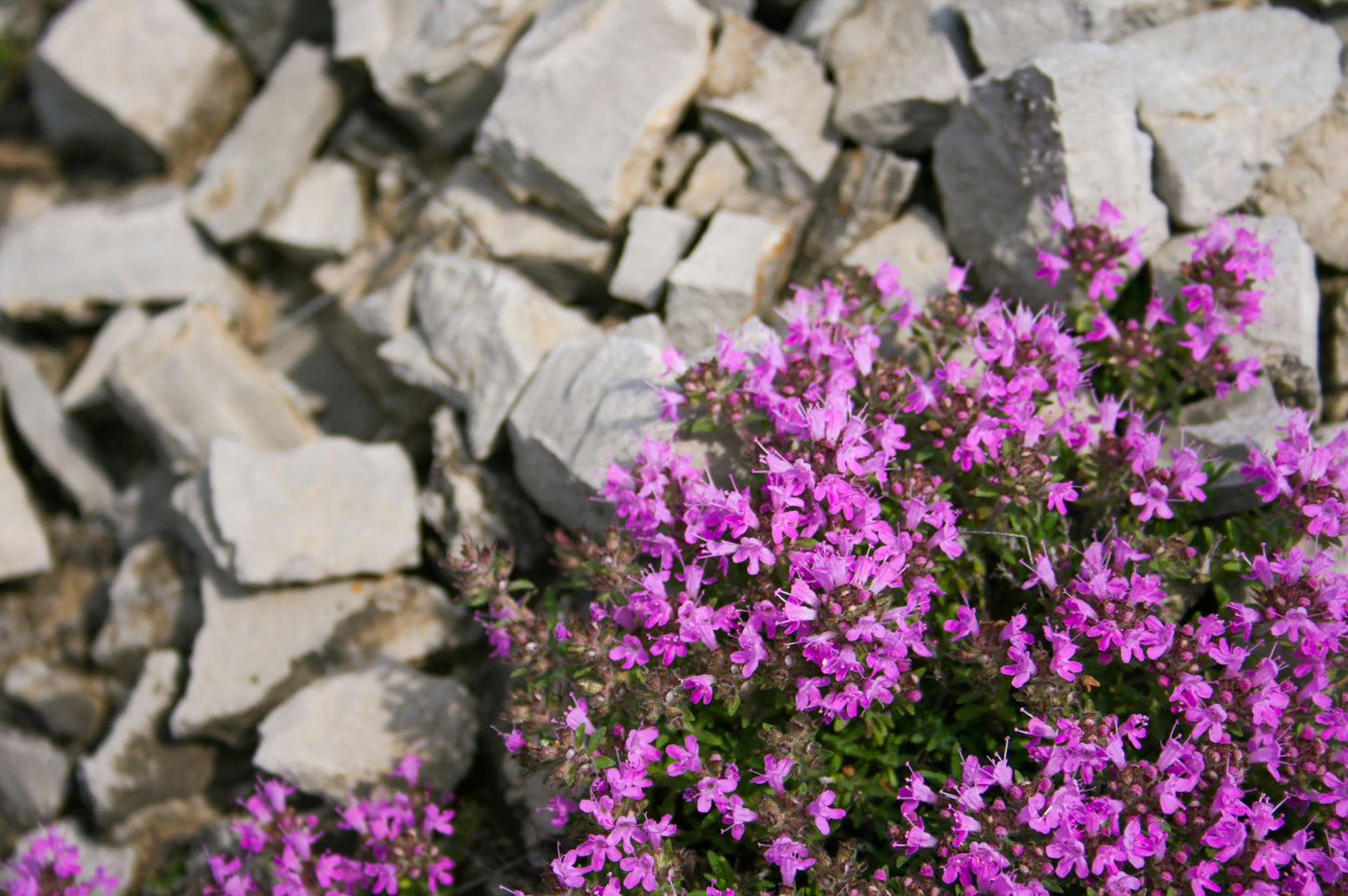 Creeping Thyme