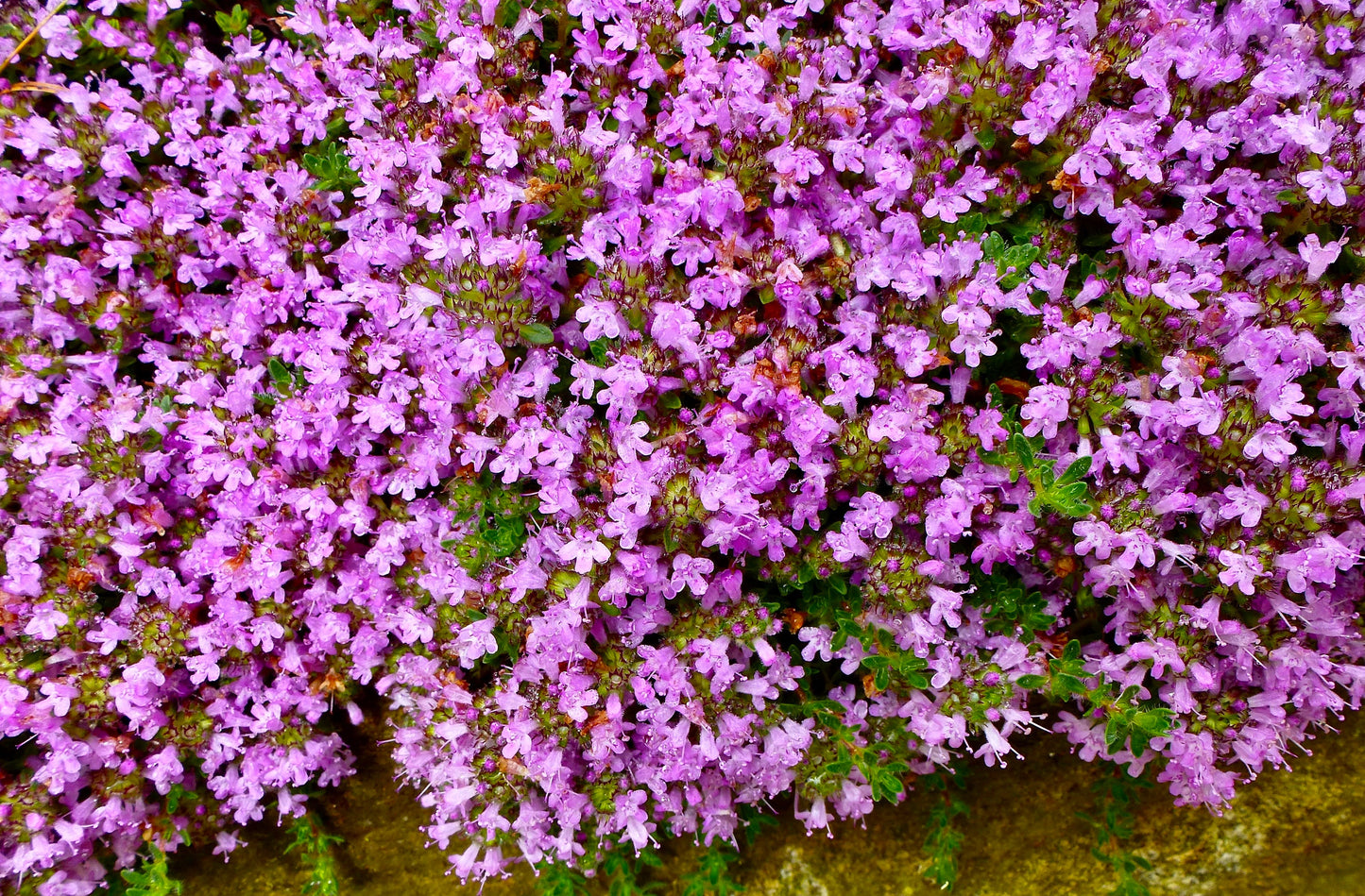 Creeping Thyme