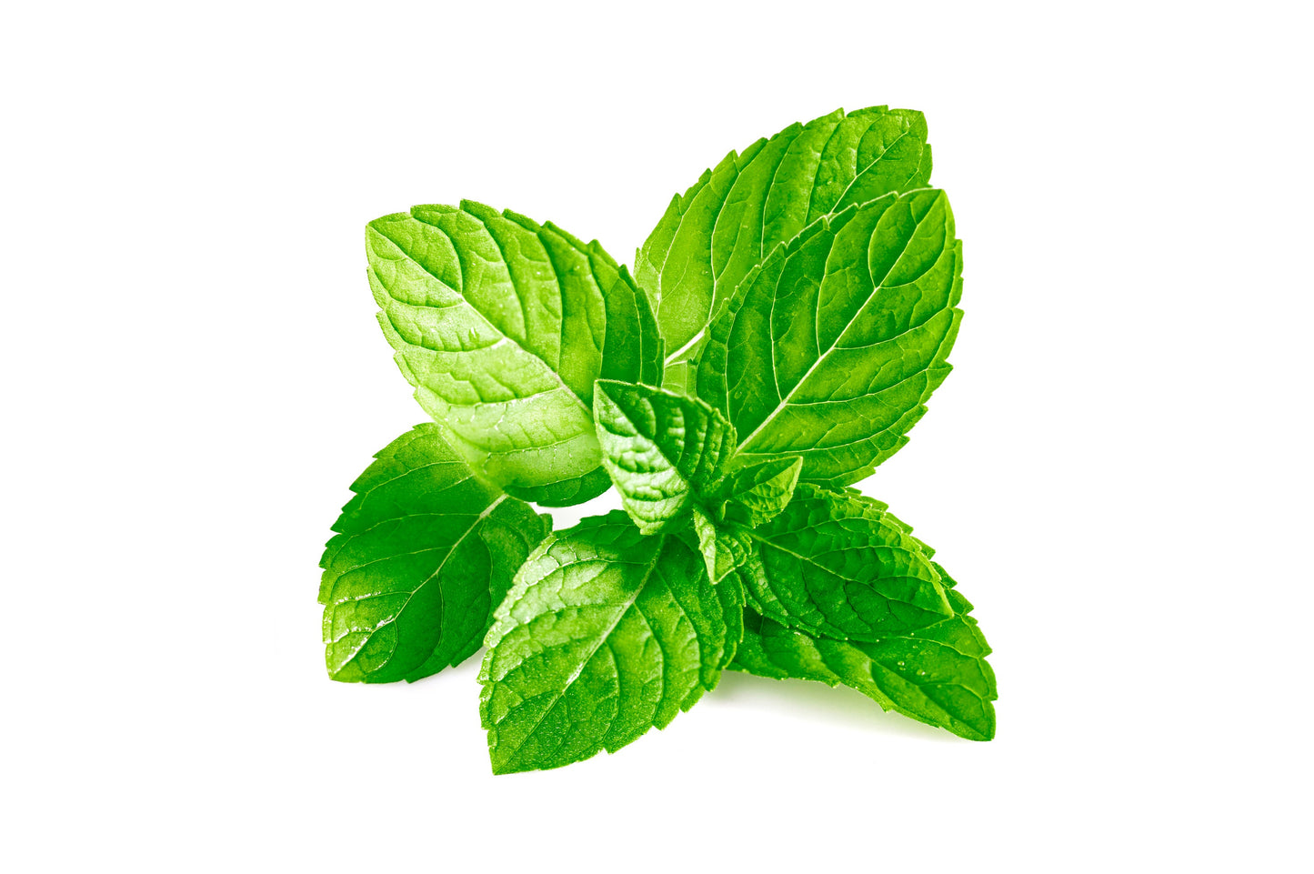 Spearmint