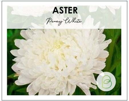 Aster Paeony White
