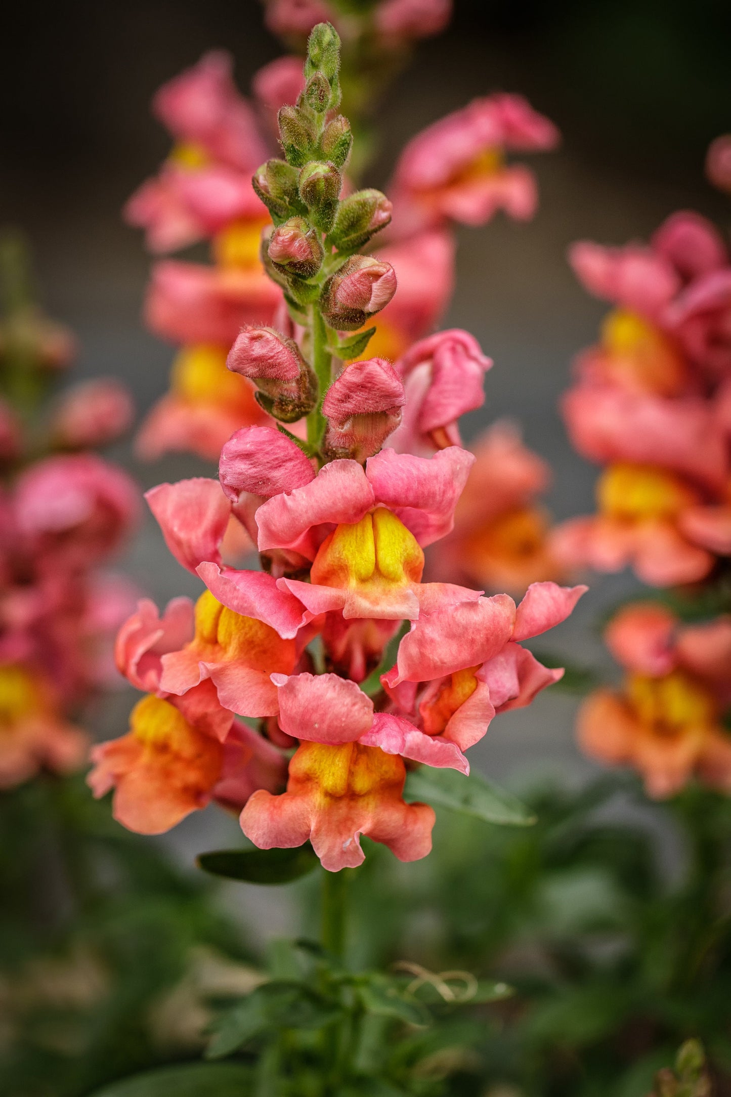 Snapdragon Liberty Classic Bronze