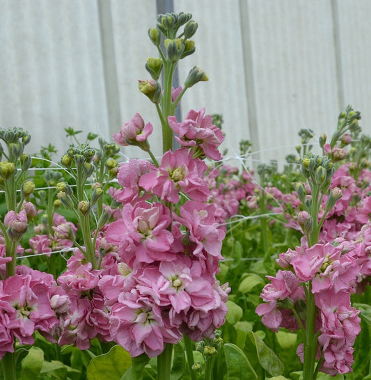 Stock StoX Rose Pink