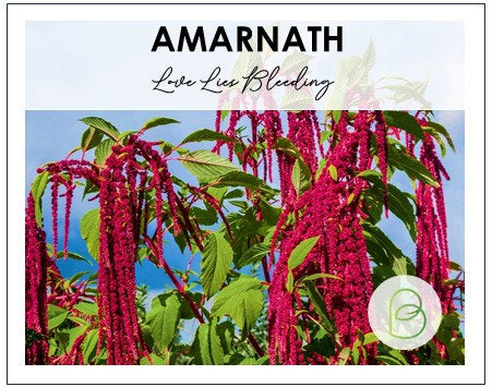 Love Lies Bleeding 50+ Seeds, Amaranthus caudatus