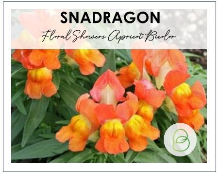 Snapdragon Floral Showers Apricot Bicolor