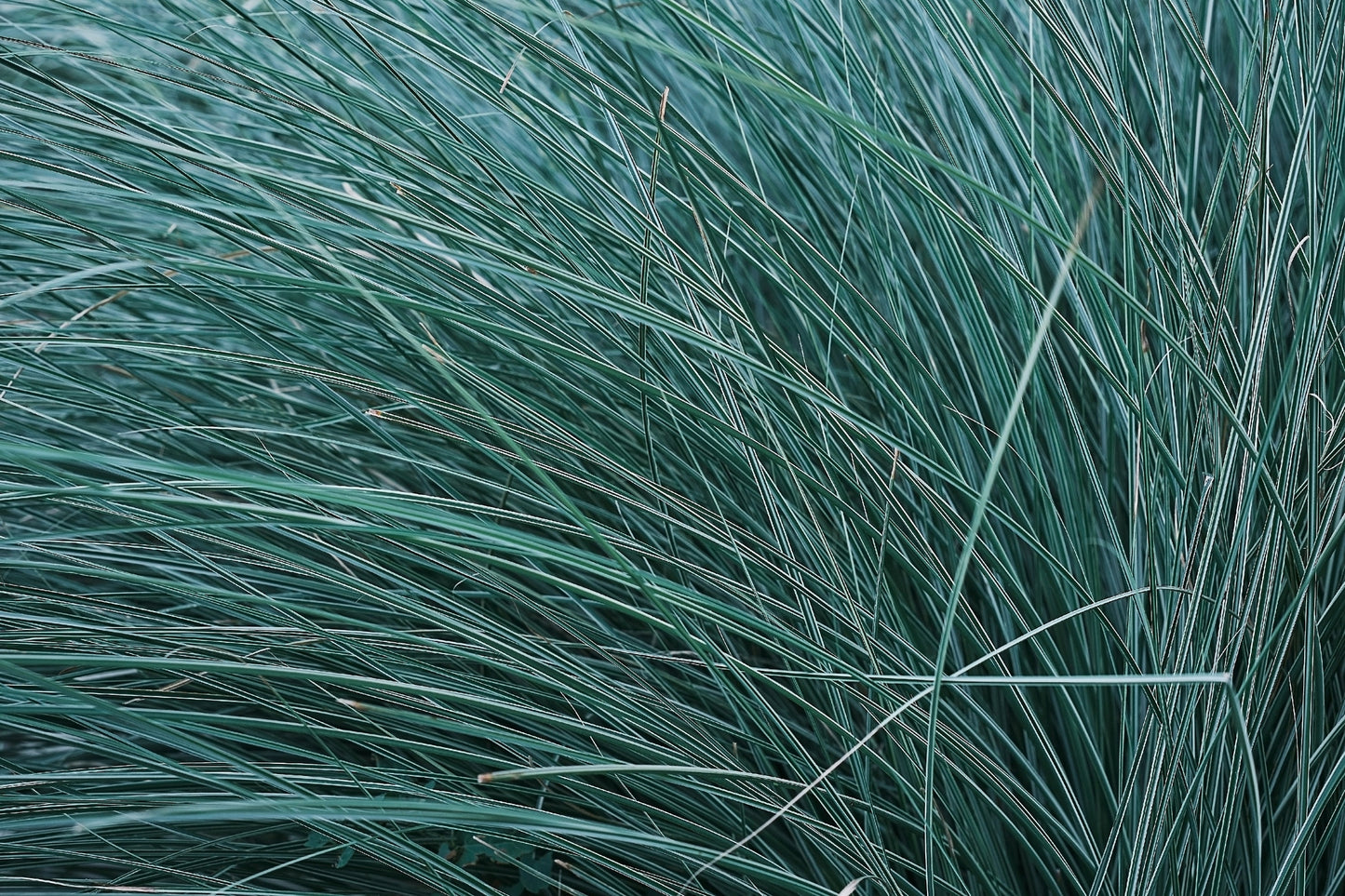 Blue Fescue Grass