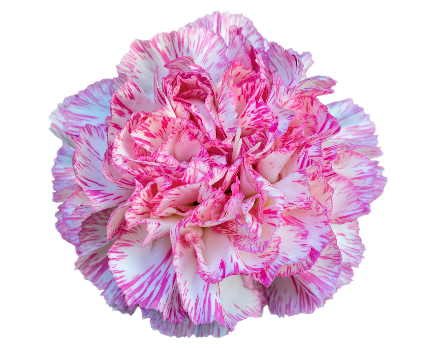 Carnation Striped and Picotee Mix