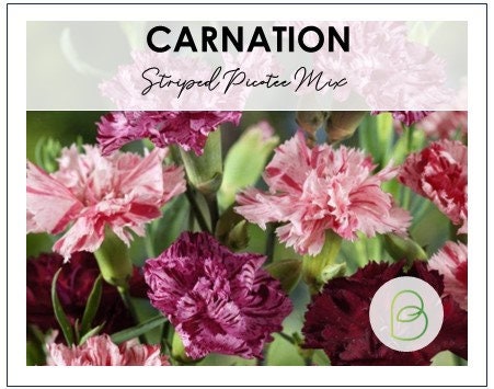Carnation Striped and Picotee Mix