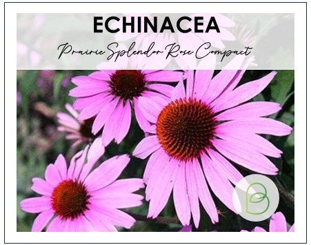 Echinacea (Coneflower)