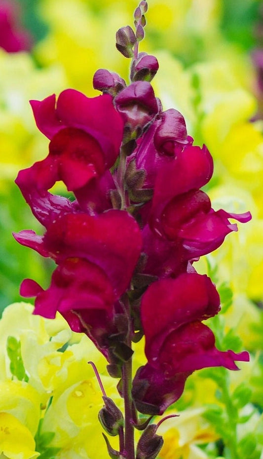 Snapdragon Costa Summer Velvet