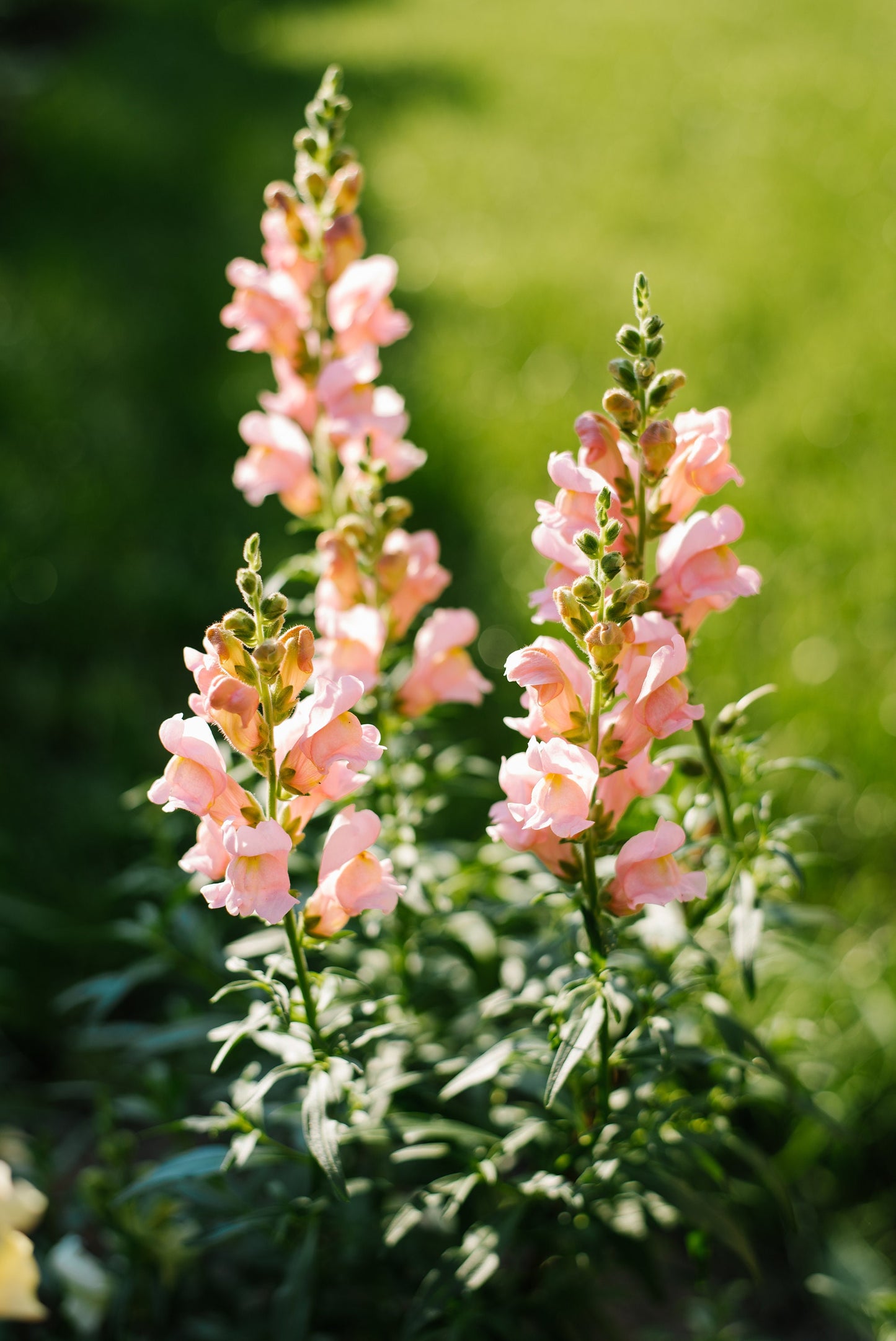 Snapdragon Cannes Pink Seeds, 20 seeds, Antirrhunium