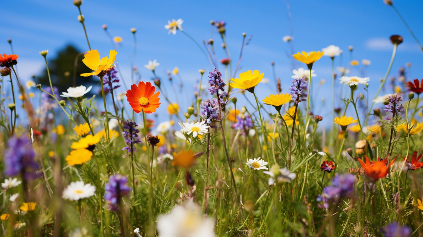Part-Shade Wildflower Mix Seeds, 1 gram, Wildflower seeds