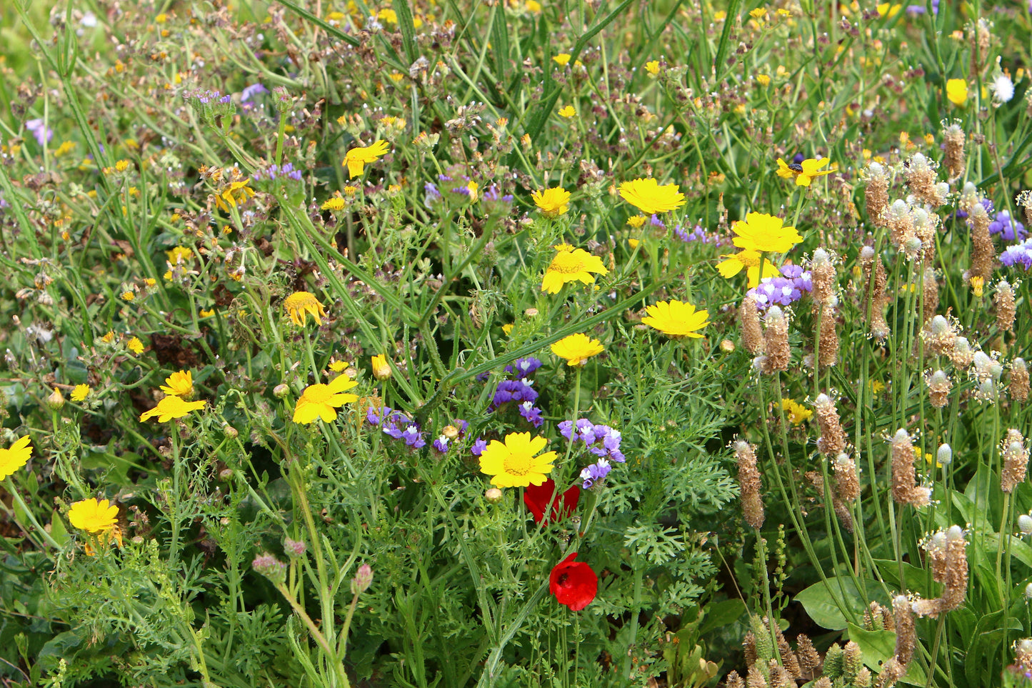 Part-Shade Wildflower Mix Seeds, 1 gram, Wildflower seeds