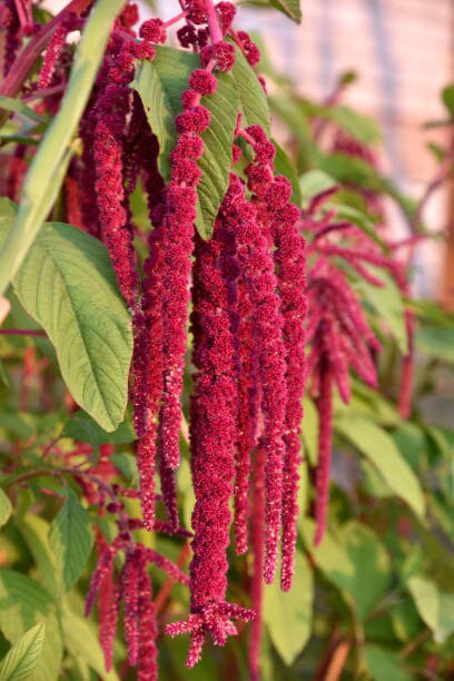 Love Lies Bleeding 50+ Seeds, Amaranthus caudatus
