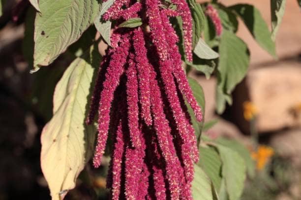 Amaranth Love Lies Bleeding
