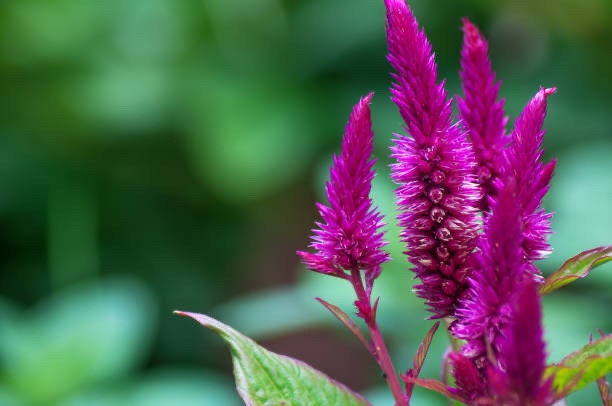 Celosia Roseberry Parfait