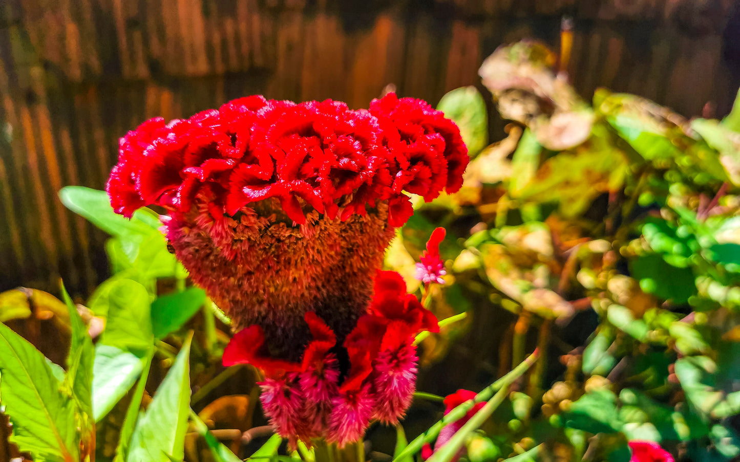 Celosia Chief Carmine