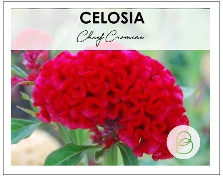 Celosia Chief Carmine