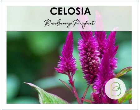 Celosia Roseberry Parfait