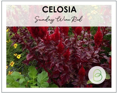 Celosia Wine Red
