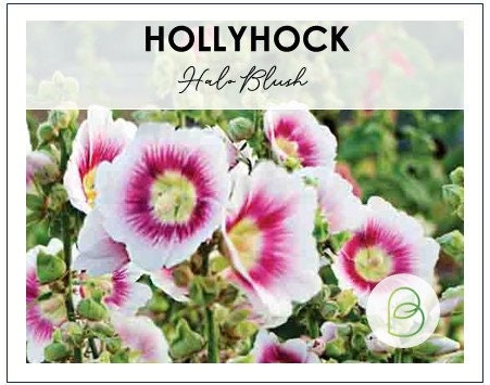 Hollyhock Halo Blush
