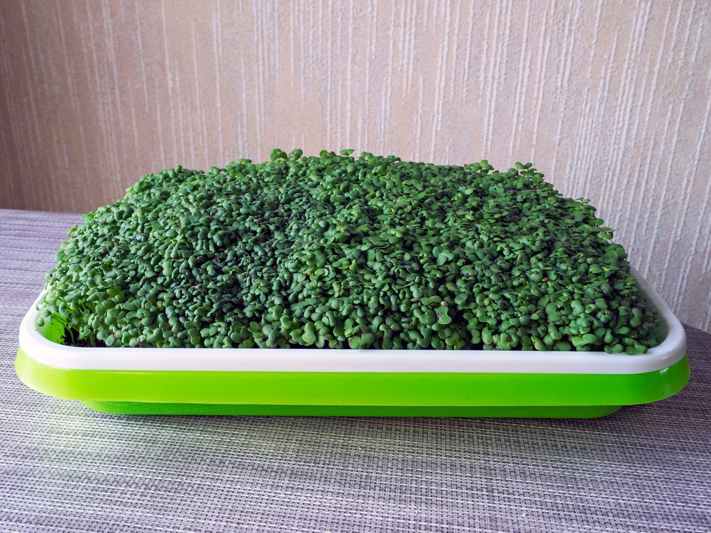 Extra Fine Curled Cress