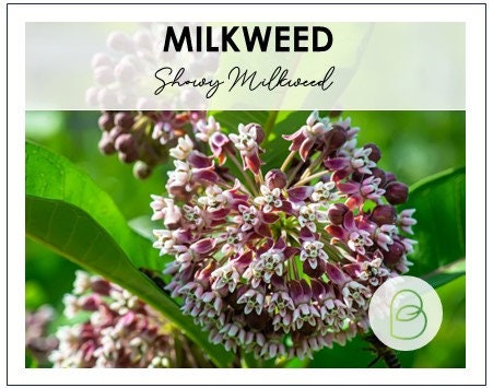Showy Milkweed