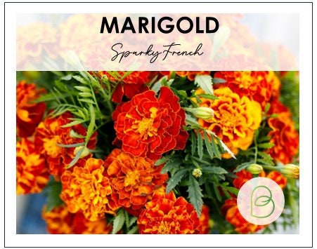 Marigold Sparky French