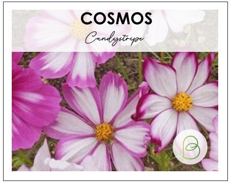Cosmos Candystripe