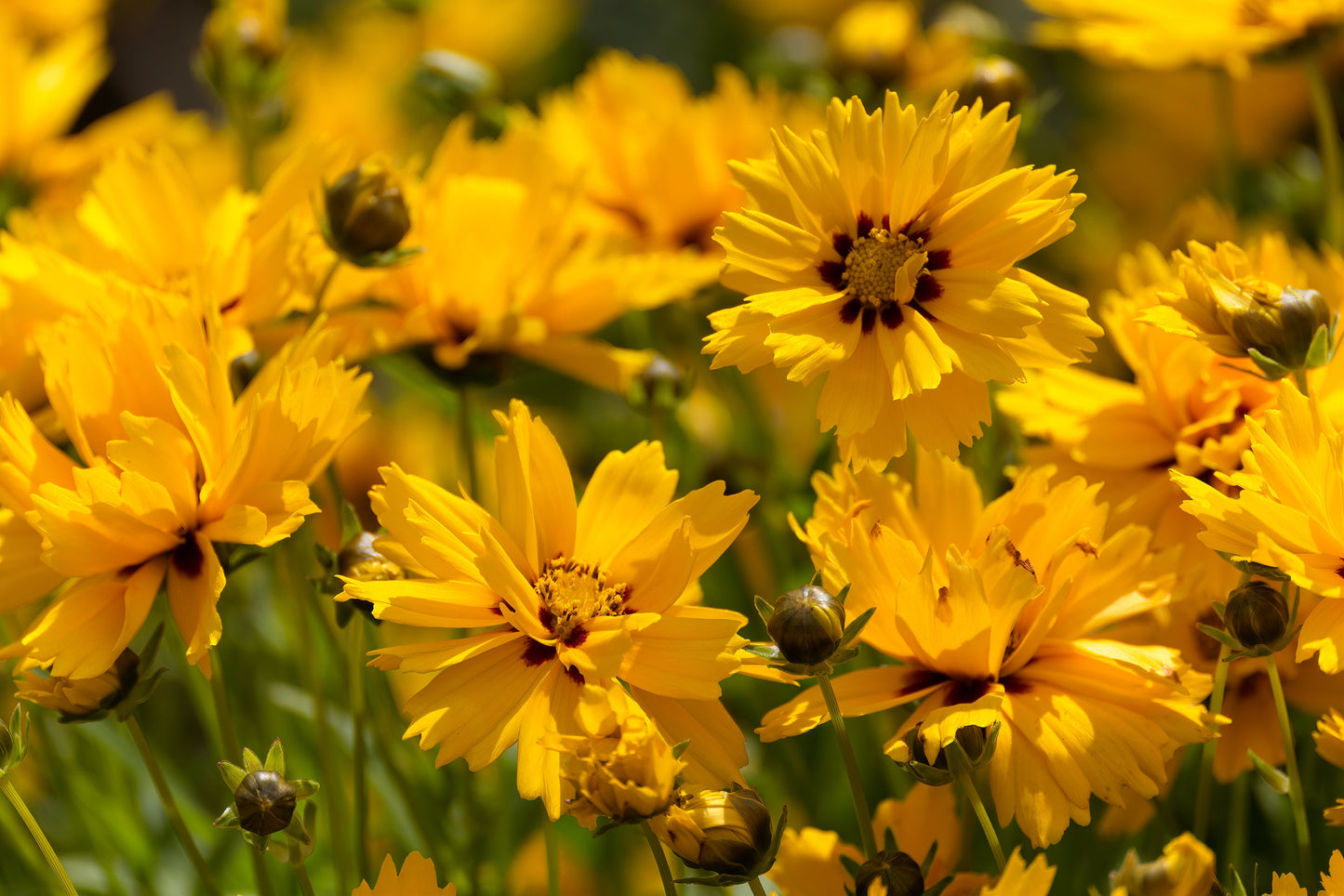 Coreopsis Sunburst